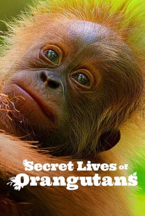 Secret Lives of Orangutans